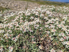 Hormathophylla spinosa