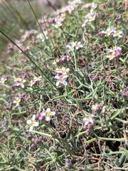 Hormathophylla spinosa