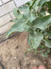 Penstemon pseudospectabilis