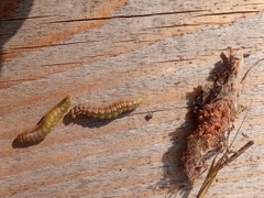 Acantholyda erythrocephala