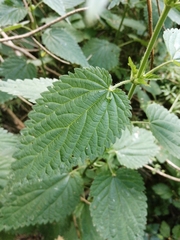 Urtica dioica