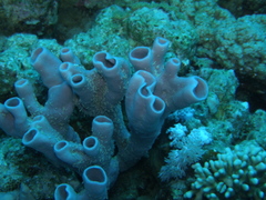 Callyspongia siphonella