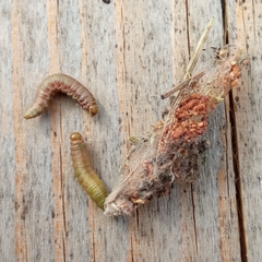 Acantholyda erythrocephala