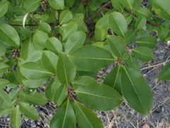 Populus