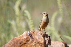 Emberiza hortulana