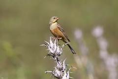 Emberiza hortulana