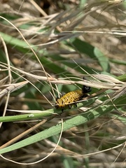 Chelymorpha cassidea