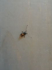 Piesocorynus plagifer