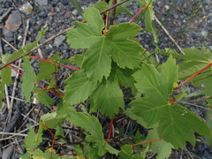 Acer pseudoplatanus