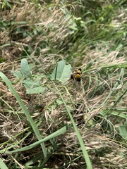 Chelymorpha cassidea