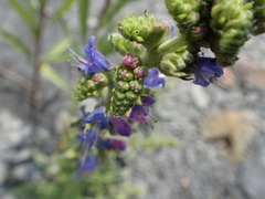 Echium vulgare