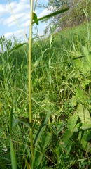 Euphorbia microcarpa