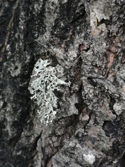 Ramalina vogulica