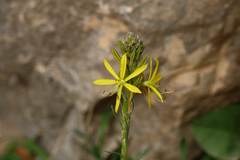 Asphodeline lutea