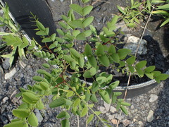 Robinia pseudoacacia