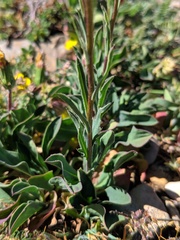 Klasea nudicaulis