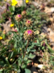 Klasea nudicaulis