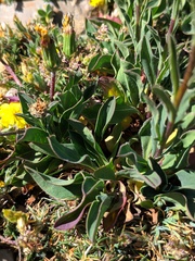 Klasea nudicaulis