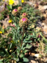 Klasea nudicaulis