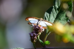 Nymphidium caricae
