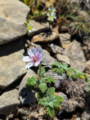Erodium celtibericum