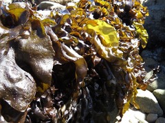 Mazzaella laminarioides