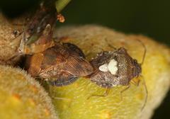 Uhlunga typica