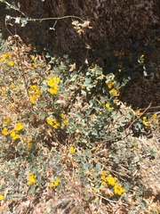 Acmispon argophyllus