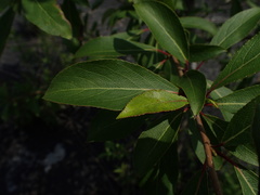 Populus
