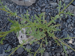 Reseda lutea