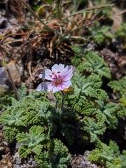 Erodium celtibericum