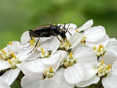 Cortodera longicornis