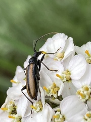 Cortodera longicornis