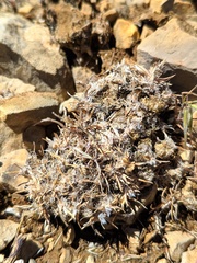 Poa ligulata