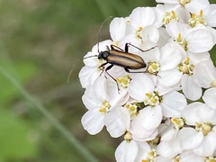 Cortodera longicornis