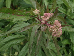 Eupatorium cannabinum