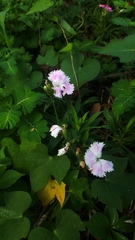 Dianthus chinensis × barbatus