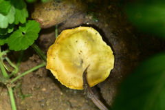 Cantharellus aurantinus