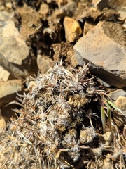 Poa ligulata