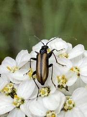 Cortodera longicornis