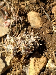 Poa ligulata