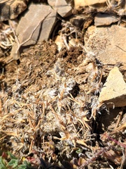 Poa ligulata