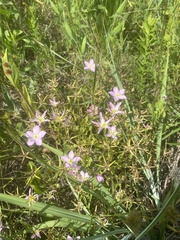 Sabatia campestris