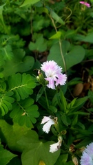 Dianthus chinensis × barbatus