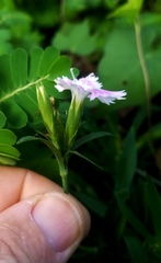 Dianthus chinensis × barbatus