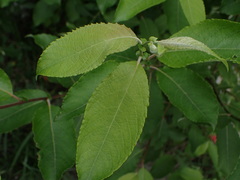 Salix caprea
