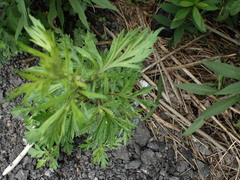 Artemisia vulgaris