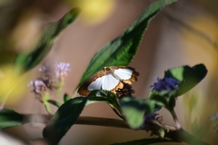 Nymphidium caricae