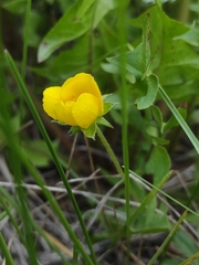 Potentilla thuringiaca