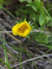 Potentilla thuringiaca
